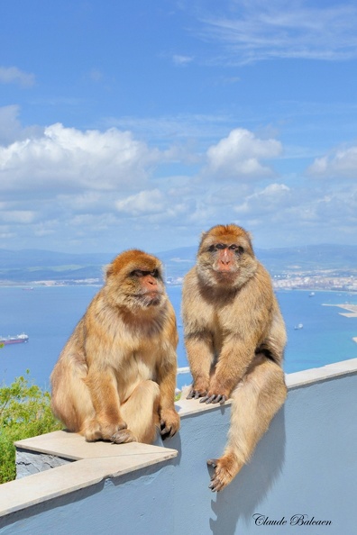 Macaque de barbarie Gibraltar 16 05-0040_03.jpg