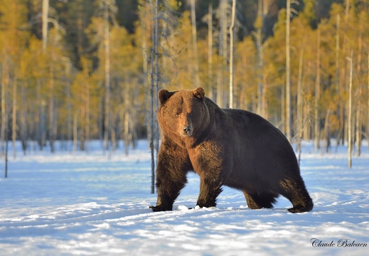 Ours Brun - Ursus arctos - Brown Bear