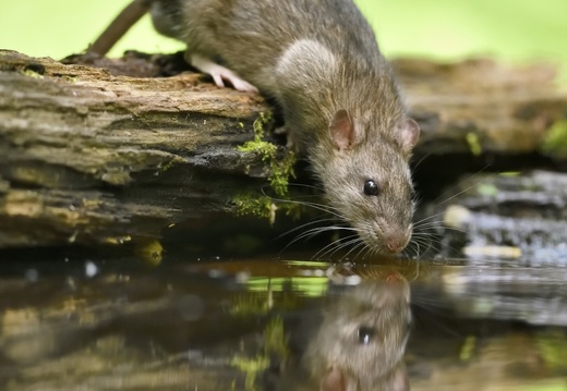Rat brun - Rattus norvegicus - Brown Rat